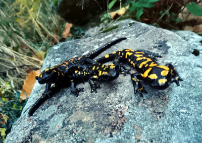 Salamander